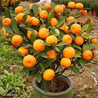 Platone Orange Plant fruit_854470grsg76f56-thumb0