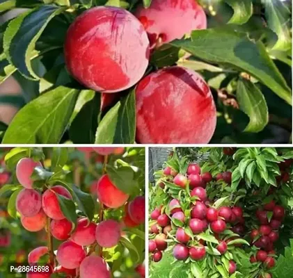 Platone Aloo BukharaPlum Plant Aalu bukhara-thumb0