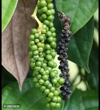 Platone Pepper Plant PEPPER PLANT-thumb0