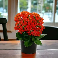 Platone Kalanchoe Plant KALNCHOE PLANT AAA2-thumb1