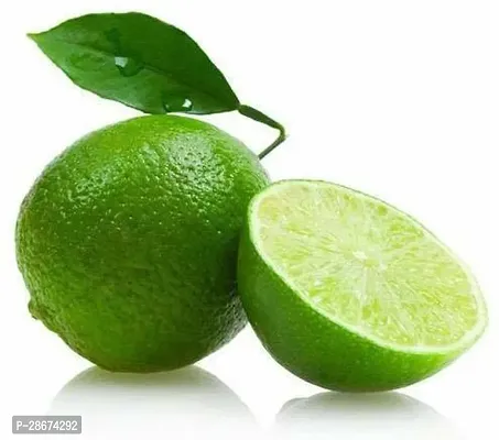 Platone Lemon Plant lemon Plant P 03