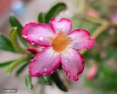 Platone Adenium Plant Adenium Plant (AA0001)-thumb0