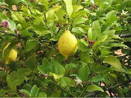 Platone Lemon Plant All Time Seedless Pati lemon Variety Fruit (Air layeredGrafted) Live PlantsTree(1-1.5 Ft Size)-thumb1