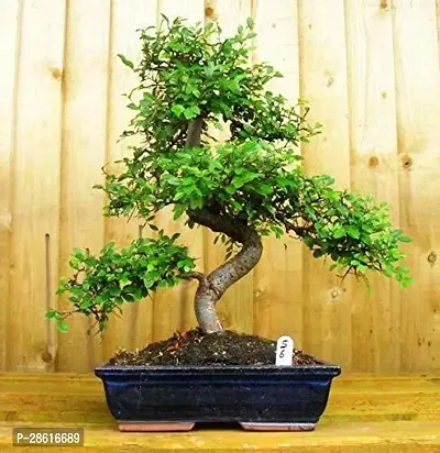 Platone Ficus Bonsai Plant CFGV46