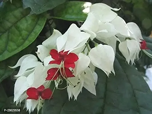 Platone Exotic Succulent BLEEDING HEART VINE WHITE ORNAMENTAL CREEPERS CLIMBERS FLOWERING PLANT