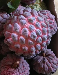 Platone Custard Apple Plant Coro-Imps-1137-thumb1