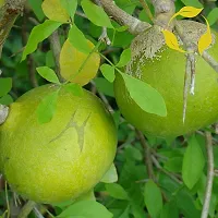 Platone Custard Apple Plant PLANT-KOOVALAM-thumb1