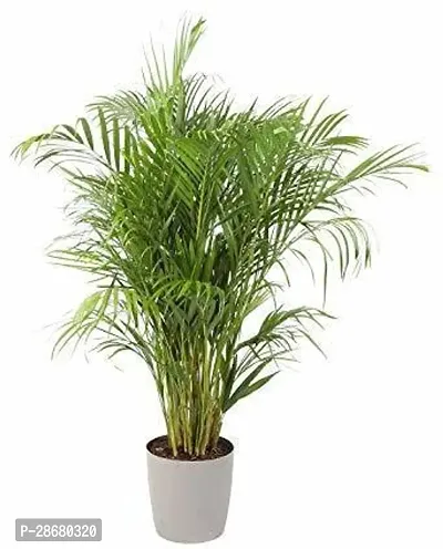 Platone Betel NutSupari Plant Saraswati Gardens Live Areca Palm Plant in Plastic Bag For Indoor Balcony,Outdoor 1 Healthy Live Plant With Plastic Bag-thumb0