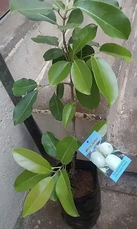 Platone Jamun Plant Axotic Jamun-thumb1