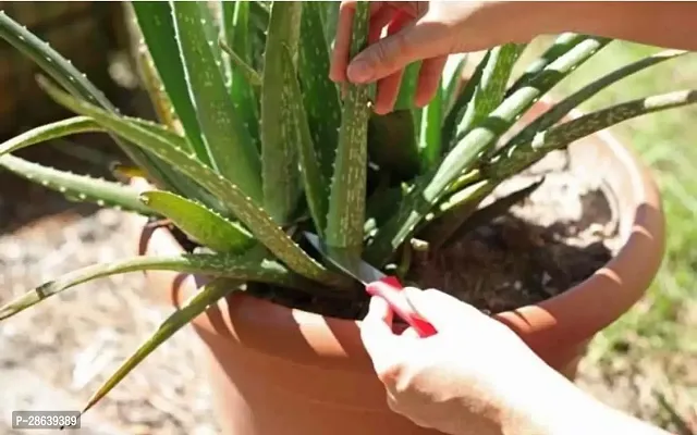 Platone Aloe Vera Plant Green Aloe Vera Gel Healthy Plant-thumb2