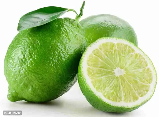 Platone Lemon Plant Lime Lebu Fruit Plant L10-thumb3