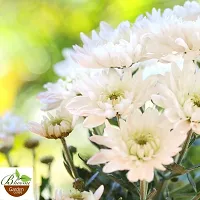 Platone Chrysanthemums Guldavari Plant CHANDRAMALLIKA 888-thumb1