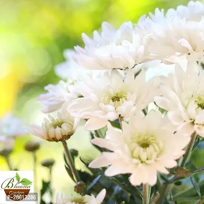 Platone Chrysanthemums Guldavari Plant CHANDRAMALLIKA 888-thumb2