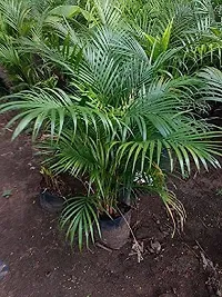 Platone Areca Palm ARECA-thumb1