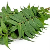 Platone Neem Plant Neem plant-thumb1