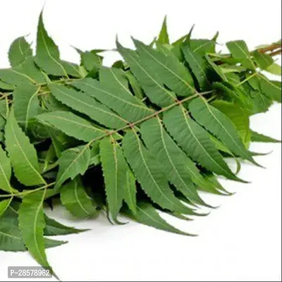 Platone Neem Plant Neem plant-thumb2