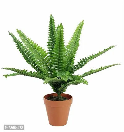 Platone Fern Plant fern with pot