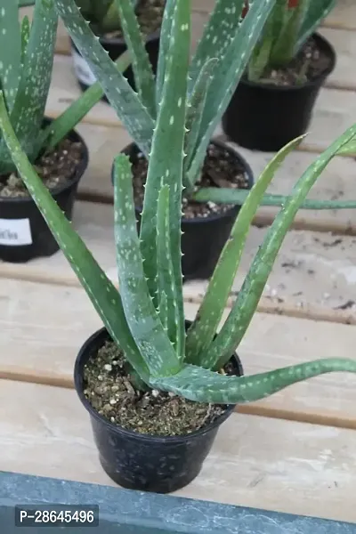 Platone Aloe Vera Plant FGB45