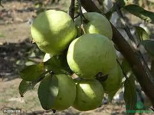 Platone Guava Plant HAU-thumb0