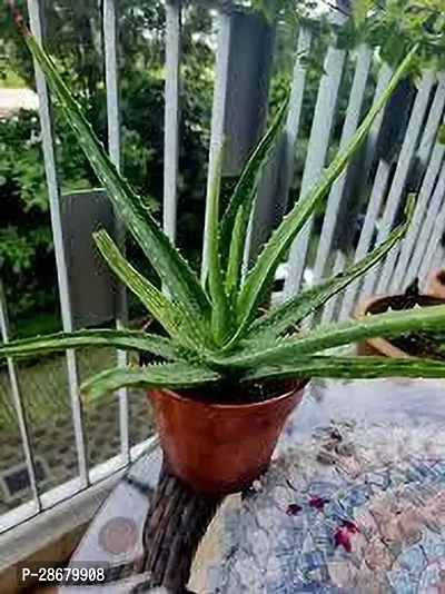 Platone Aloe Vera Plant Aloe Vera Plant 074