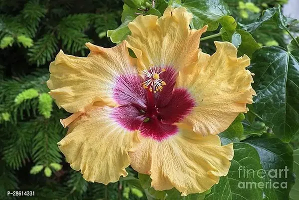 Platone Hibiscus Plant HIBISCUS 05