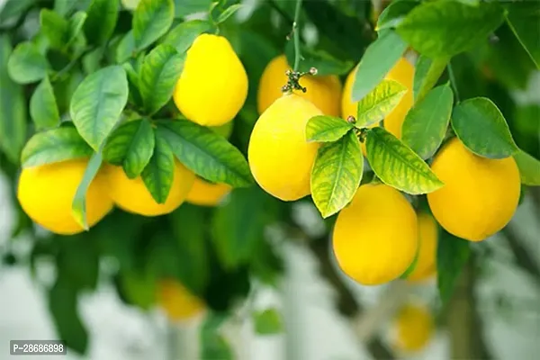 Platone Lemon Plant NMBKAGJI LEMON PLANT SEEEDLEES