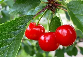 Platone Cherry Fruit Plant Hybrid Cherry ?? fruit Plants-thumb1