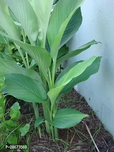 Platone Turmeric Plant Turmeric Plant