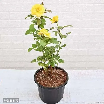 Platone Rose Plant YELLOW CHILD PLANT-thumb0