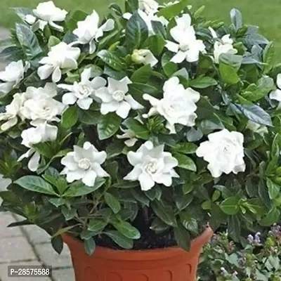 Platone ZZ Plant Gardenia plant002