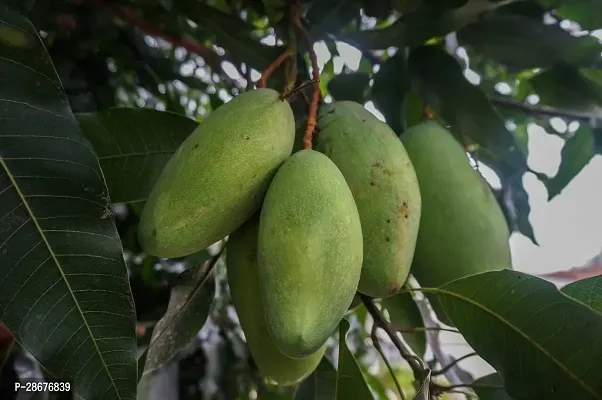 Platone Mango Plant Himsagar Mango Plant-thumb0