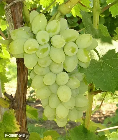 Platone Grape Plant Grape Plant Moon Drops green Seedless Grape plant 1 Healthy Vine Cutting Plant on Poly Bag .-thumb0