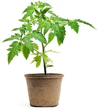 Platone Tomato Plant tomato plant 71-thumb2