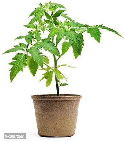 Platone Tomato Plant tomato plant 71-thumb3