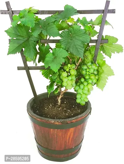 Platone Grapes Plant grapes plant 78-thumb2