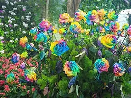 Platone Rose Plant Rainbow rose plant-thumb1