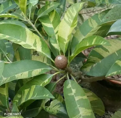 Platone Chiku Plant Vericated ChikuSobada Plant-thumb3