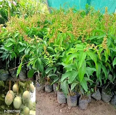 Platone Mango Plant All Time Mango