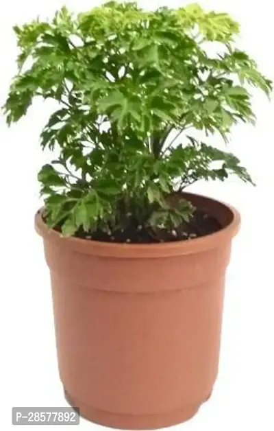 Platone Aralia Plant NDS ARALIA PLANT 1