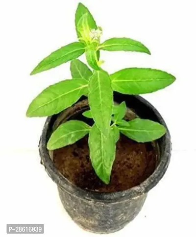 Platone Bhringraj Plant Bhringraj Plant( 123PAGODA)-thumb0