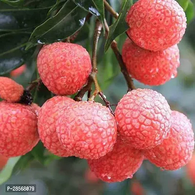 Platone Litchi Plant FGW-thumb0