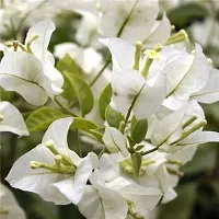 Platone Bougainvillea Plant Bougainvillea Flower Plant-K11-thumb2