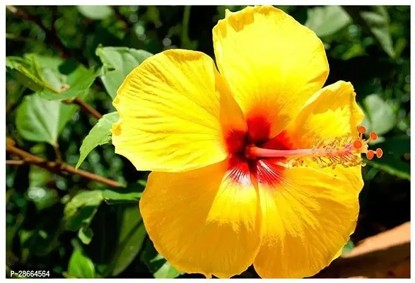 Platone Hibiscus Plant Gudhal YellowHibiscus Beautiful Flower Plant-thumb0