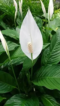 Platone Peace Lily Plant Peace Lily Indoor Flower Plants-thumb1