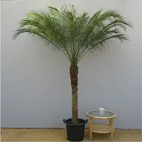 Platone Phoneix Palm Plant Phoenix DATE PALM PLANT-0104-thumb1