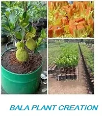 Platone Jack Fruit Plant Vietnam All Time jackfruitVery Sweet Taste 1 healthy Grafted Live Jackfruit Plant in nursery Grow Bag(CHINMAY)-thumb1