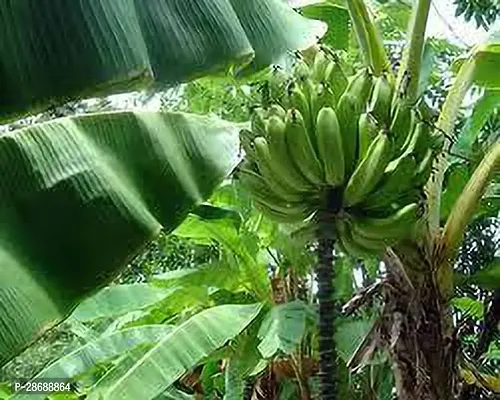 Platone Banana Plant Musa Hirta Banana Plant