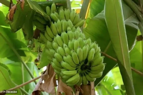 Platone Banana Plant Lady Finger Banana Plant-thumb2