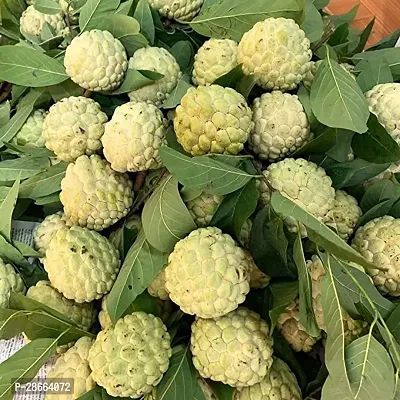 Platone Custard Apple Plant LiveCustard Apple Plant-8