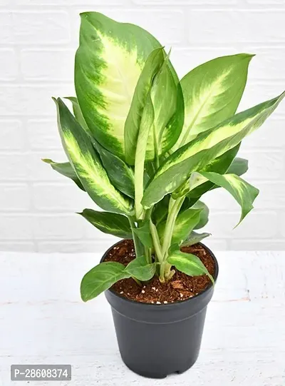 Platone Dieffenbachia Plant Plants 256-thumb2